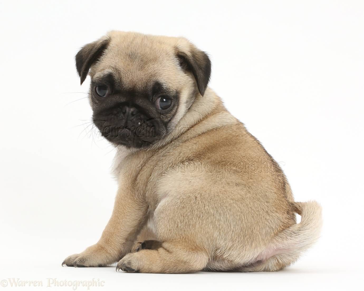 pug wallpaper,dog,pug,mammal,vertebrate,canidae