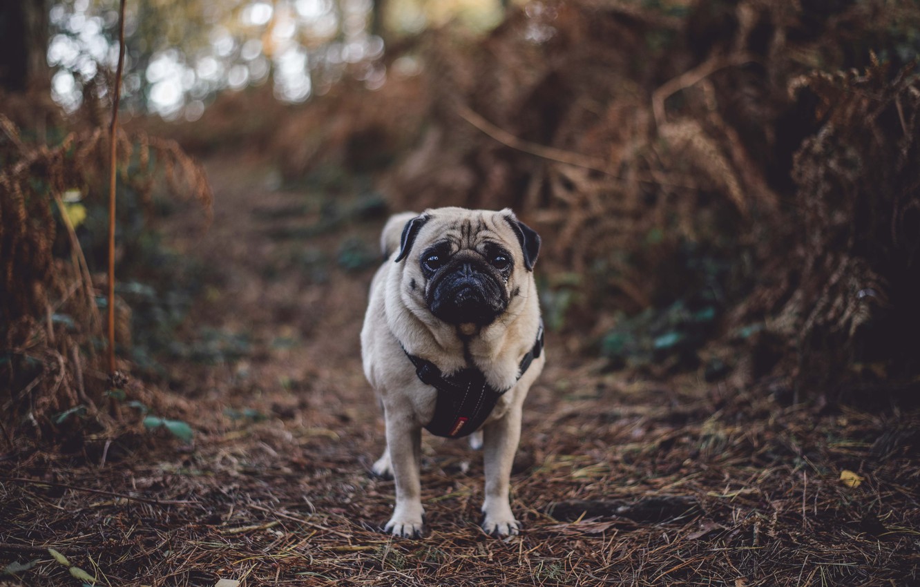 papel pintado pug,perro,doguillo,hocico,perro de compañía,árbol