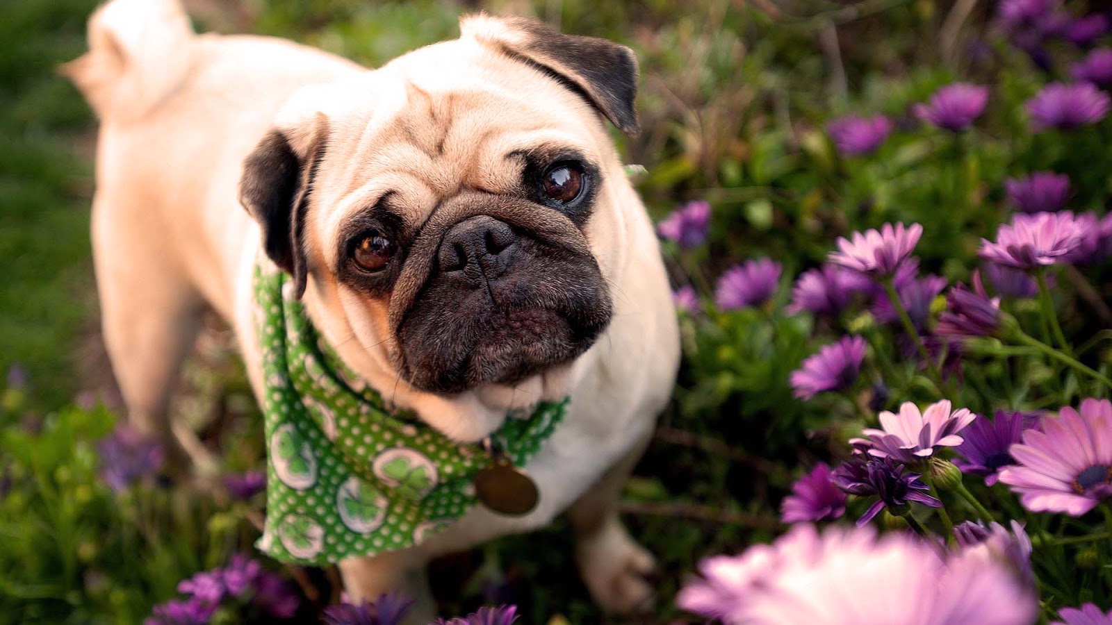 pug wallpaper,dog,mammal,vertebrate,dog breed,pug