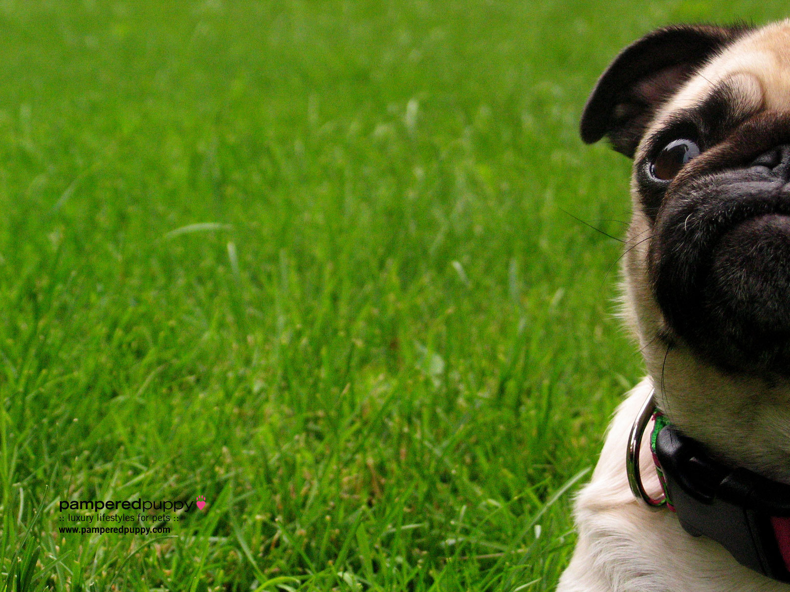 pug wallpaper,dog,pug,canidae,grass,dog breed