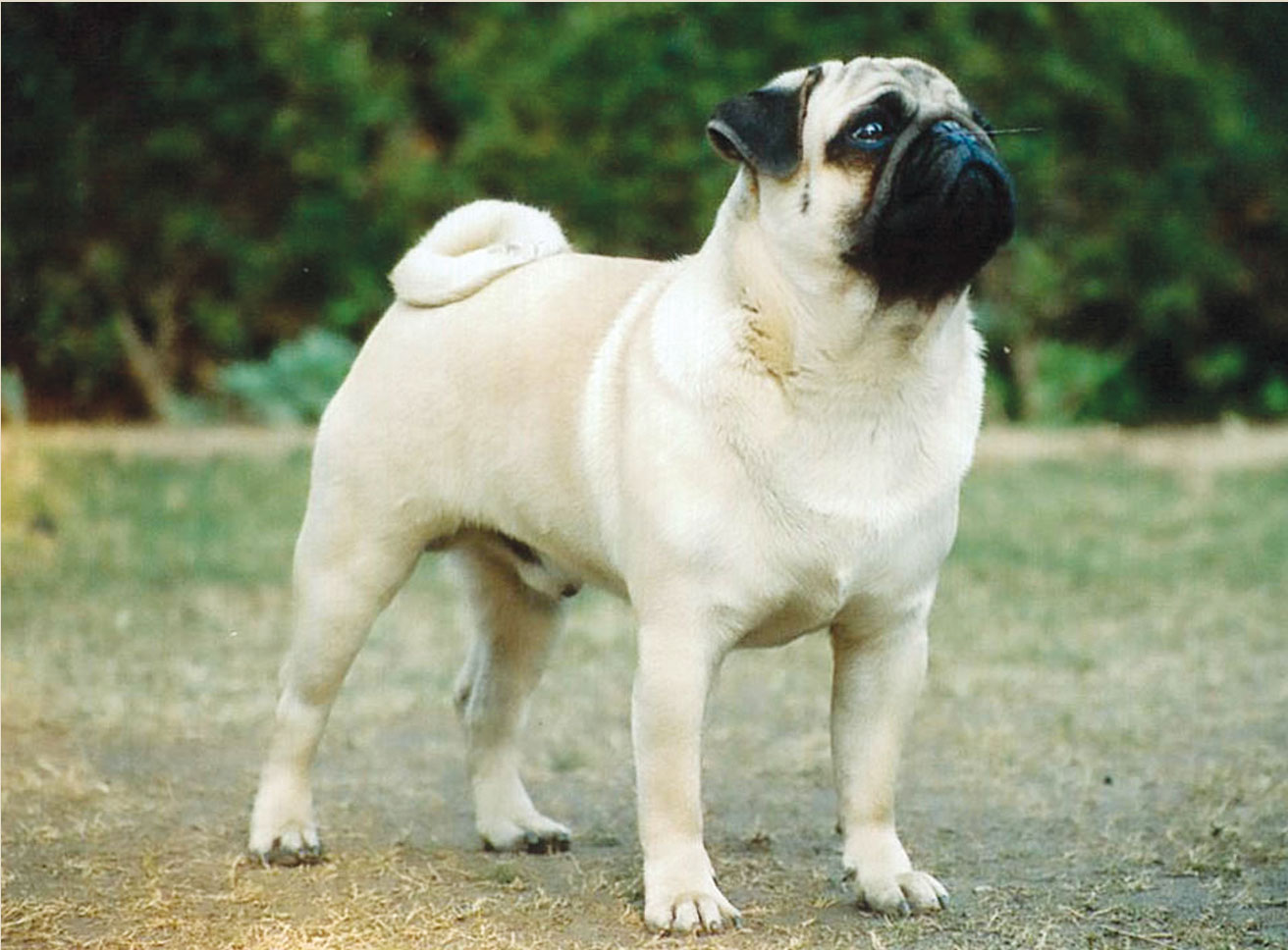 mops tapete,hund,mops,begleithund,schnauze,alte hunderassen