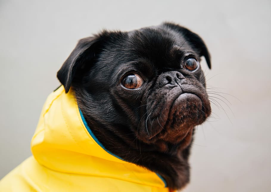 퍼그 벽지,개,이긴 흙,주둥이,반려견,강아지