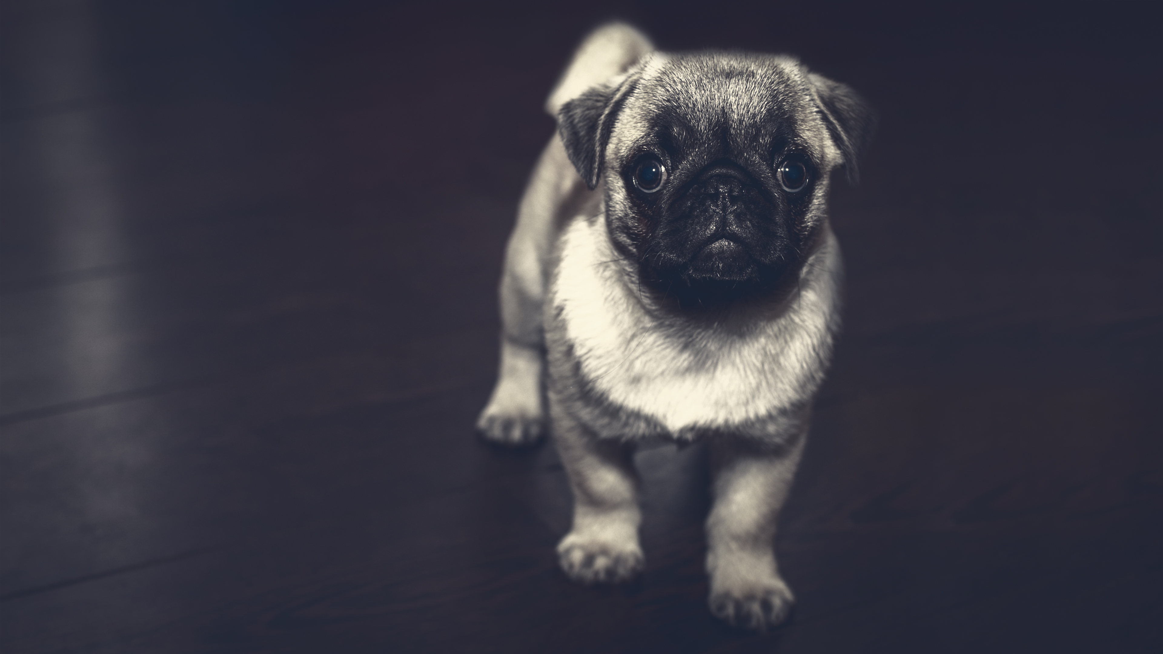 pug wallpaper,pug,mammal,dog,vertebrate,dog breed