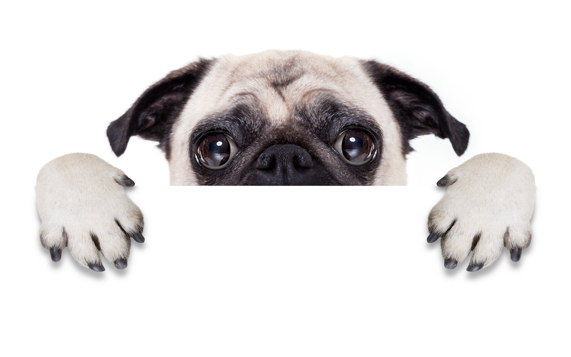 pug wallpaper,pug,dog,canidae,dog breed,puppy