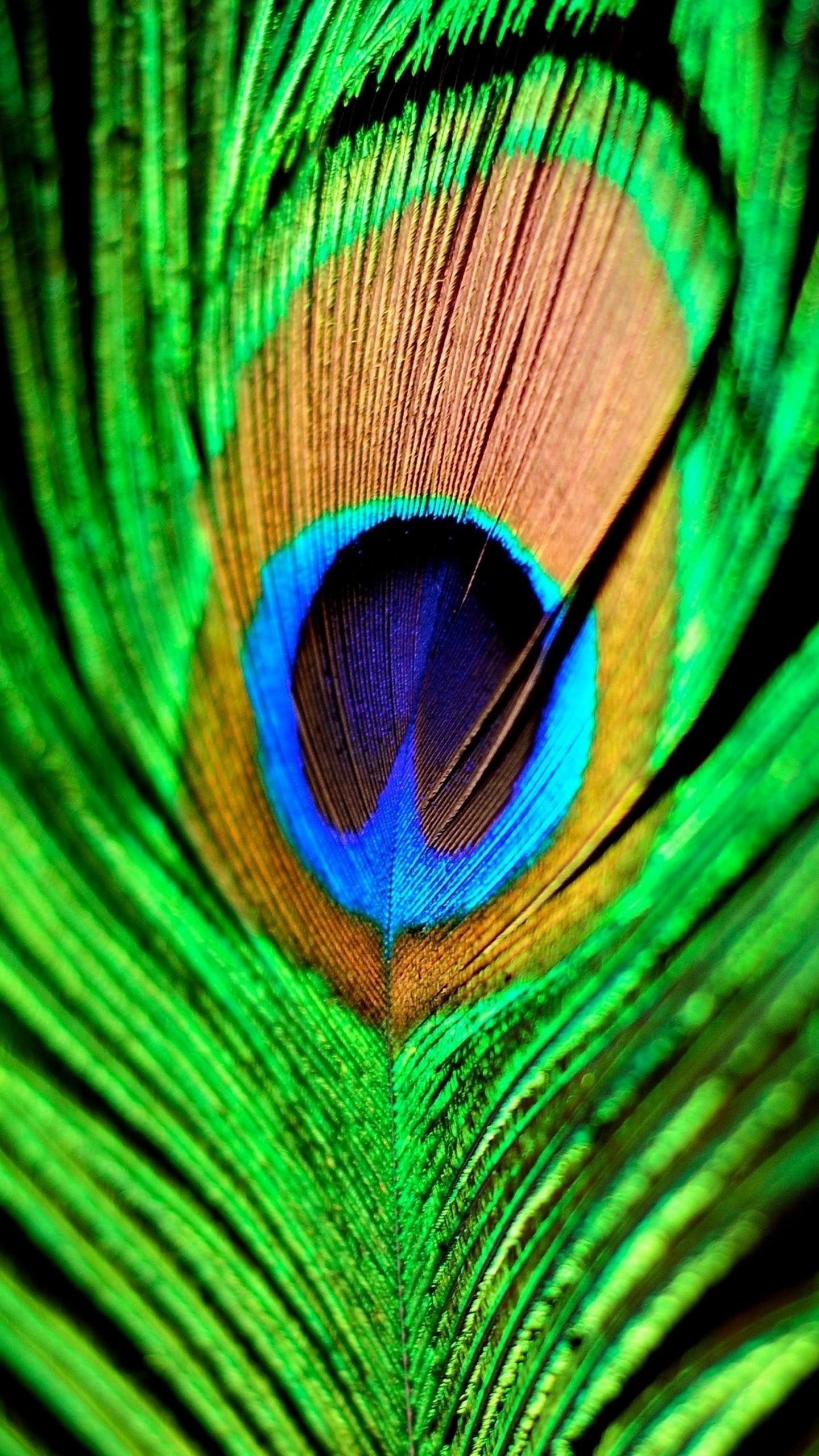 fondos de pantalla full hd para móviles,pluma,verde,de cerca,ojo,material natural