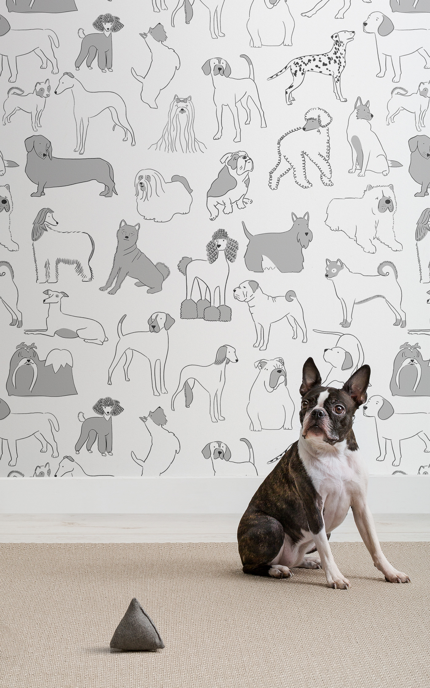 壁の壁紙,犬,フレンチ・ブルドッグ,ボストンテリア,ネコ,非スポーツグループ