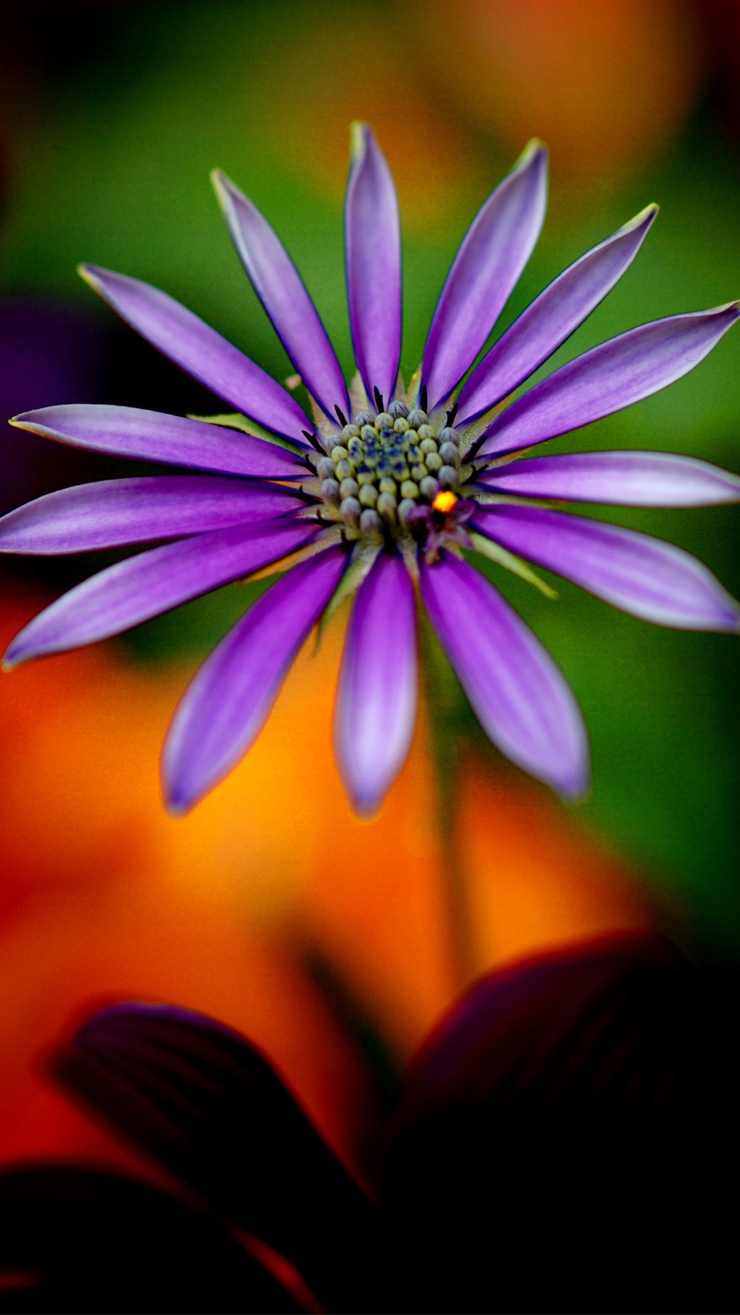 fondos de pantalla full hd para móviles,flor,pétalo,púrpura,fotografía macro,planta