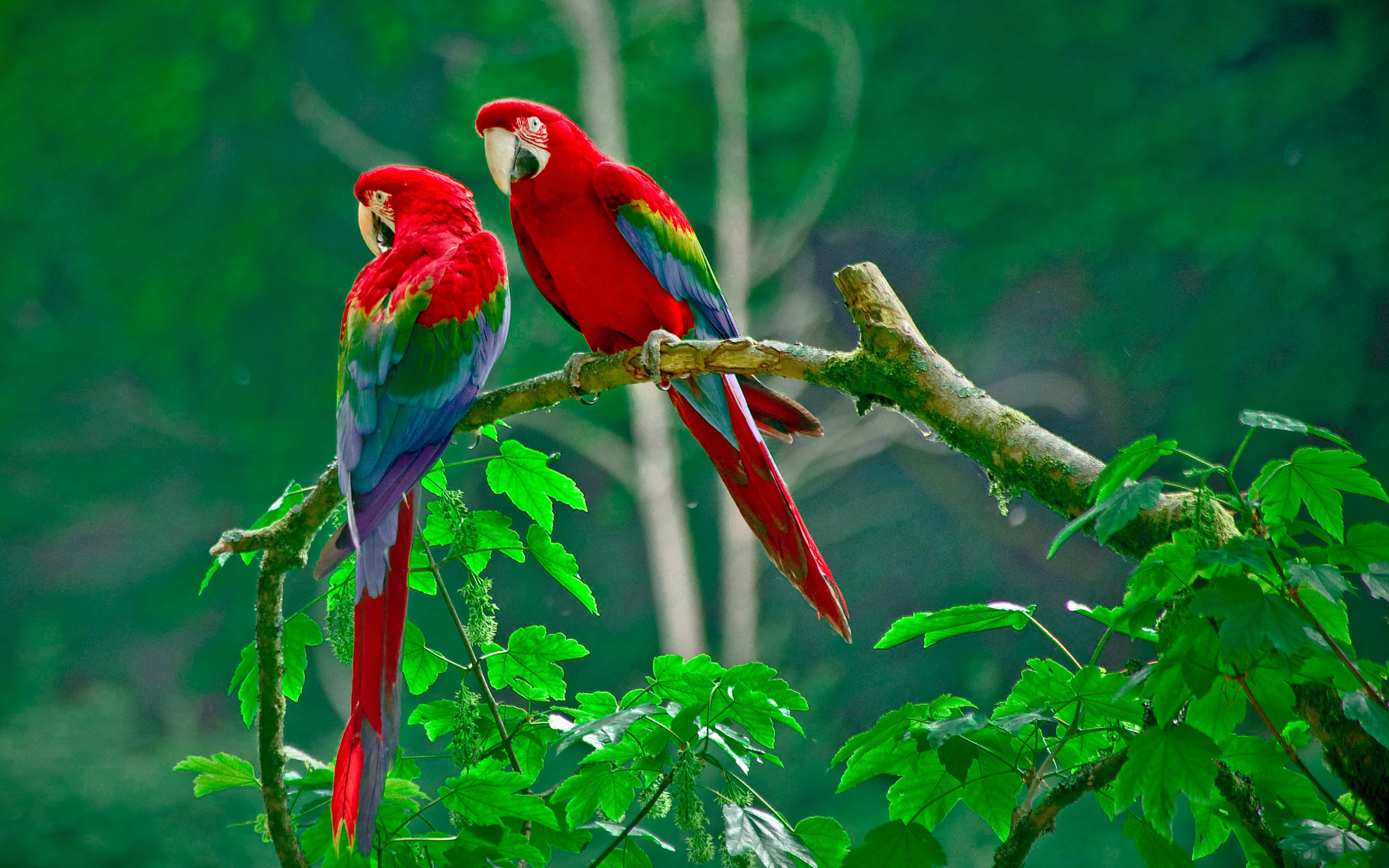 full hd wallpapers for mobile,bird,beak,macaw,parrot,budgie