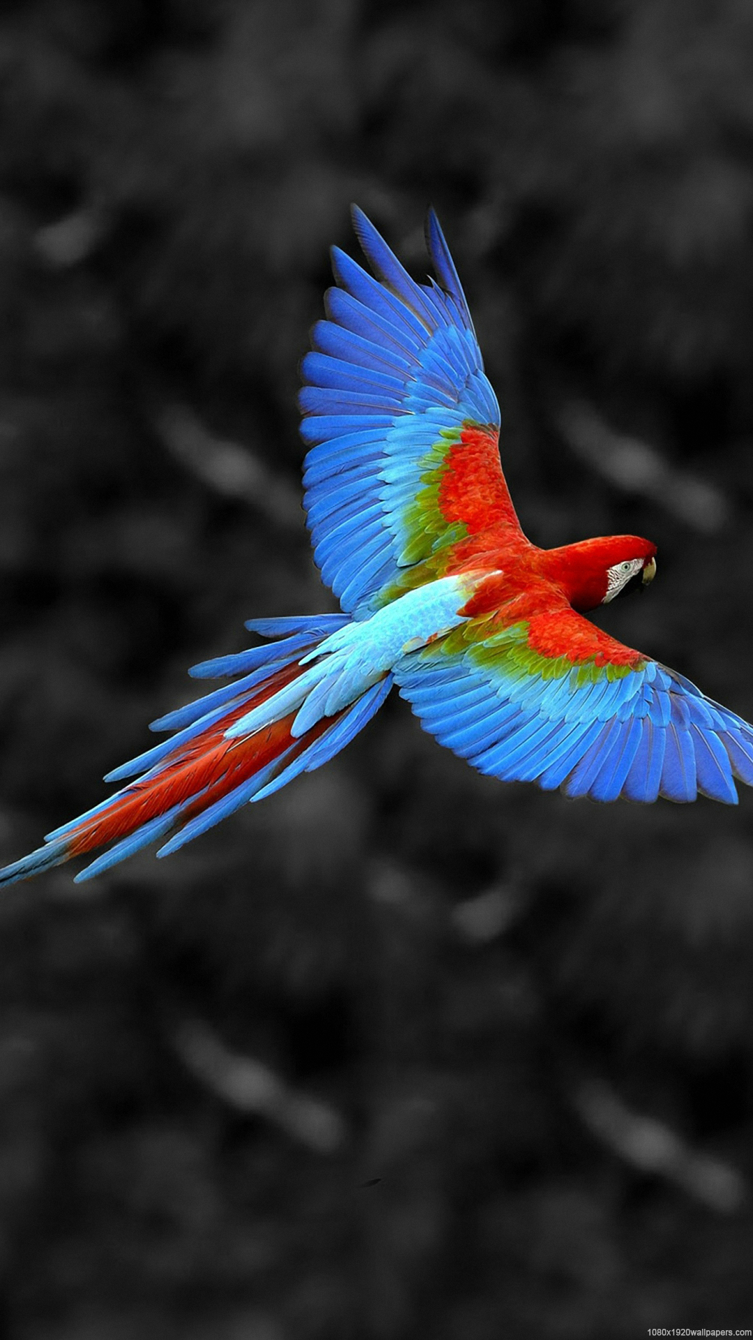 fonds d'écran hd pour iphone 6 1080p,oiseau,ara,aile,perroquet,coraciiformes