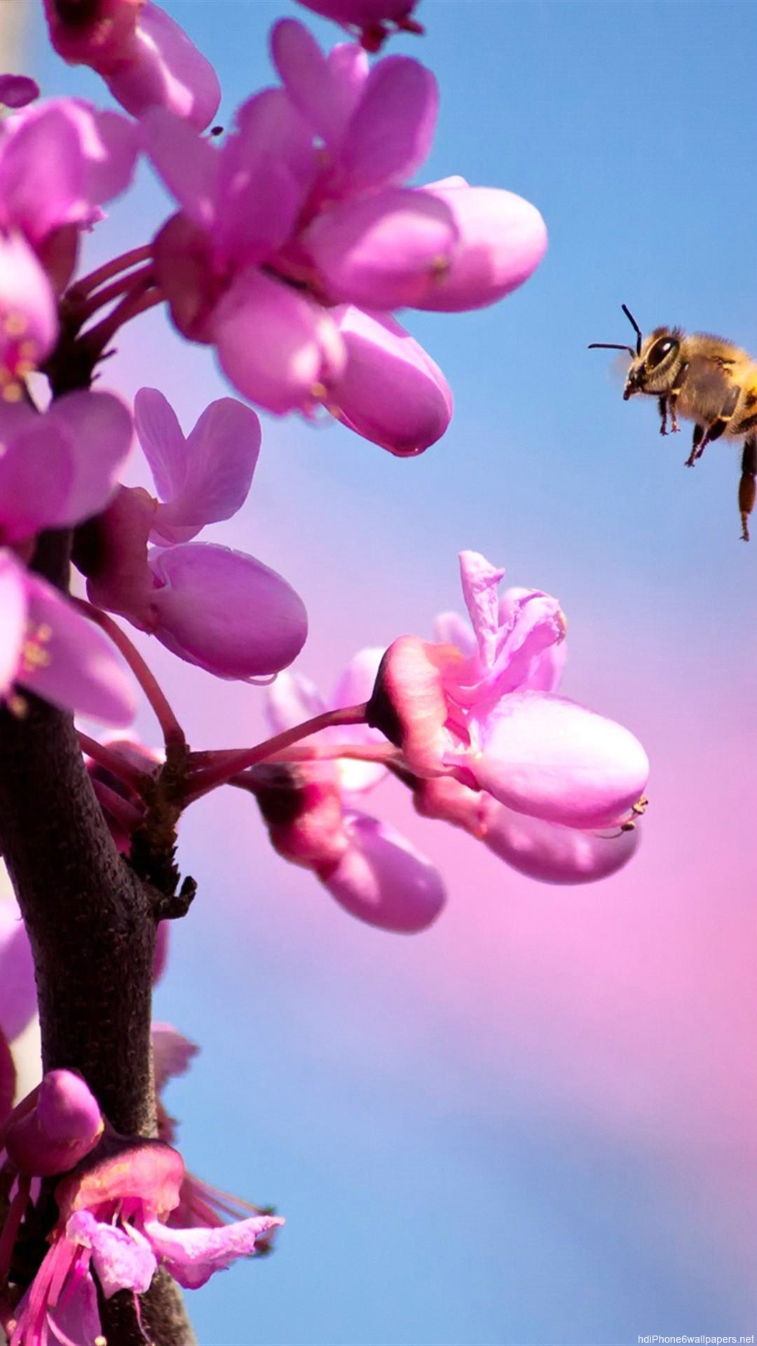 아이폰 6 1080p의 hd 월페이퍼,분홍,꽃,꽃잎,봄,식물