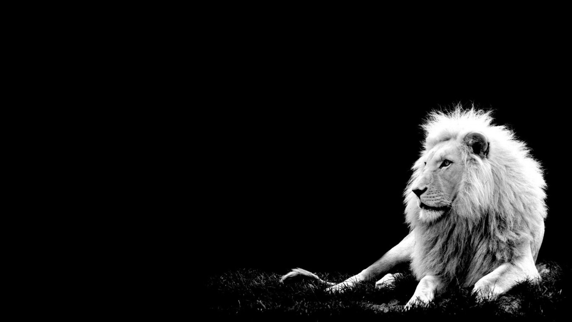 wallpaper hd 1920x1080,lion,white,black,felidae,black and white