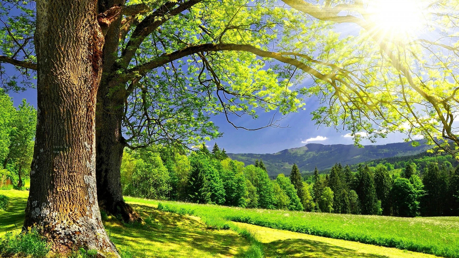 fond d'écran hd 1920x1080,paysage naturel,la nature,arbre,vert,ciel