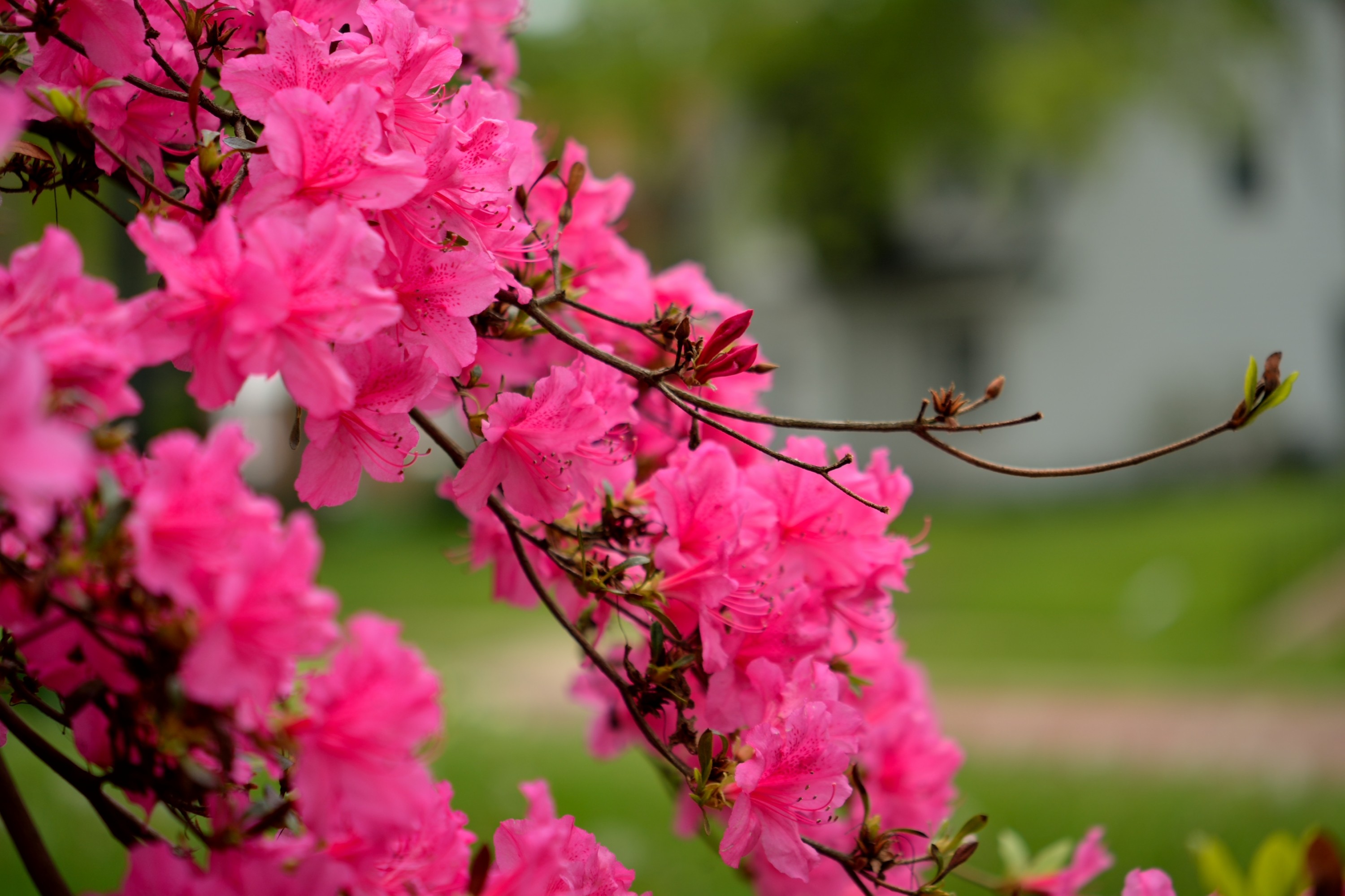 descarga de fondo de pantalla full hd,flor,planta floreciendo,planta,rosado,primavera