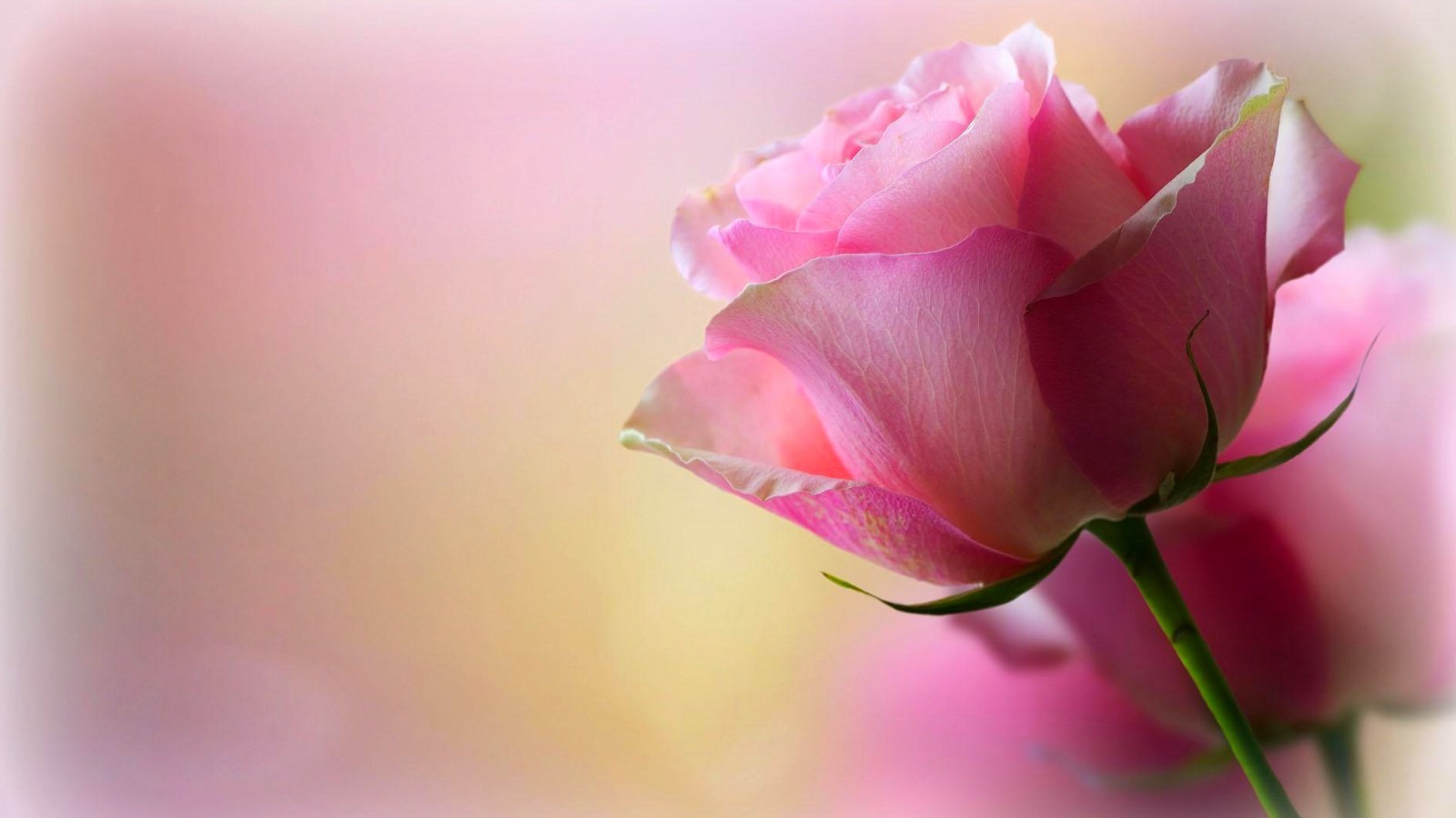 descarga de fondo de pantalla full hd,planta floreciendo,pétalo,rosado,flor,rosas de jardín