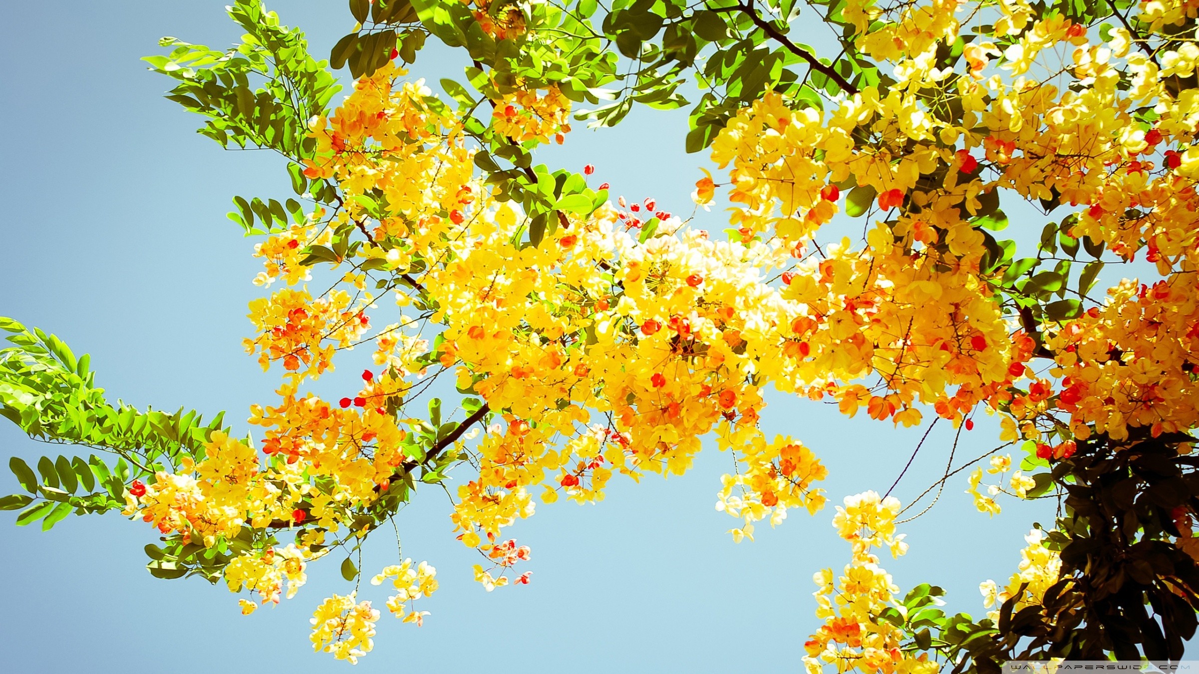 full hd wallpaper download,tree,branch,yellow,leaf,plant