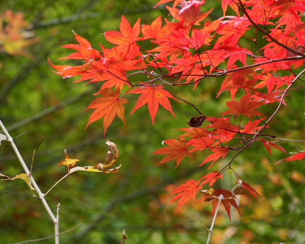 フルhdの壁紙のダウンロード,開花植物,工場,葉,花,木