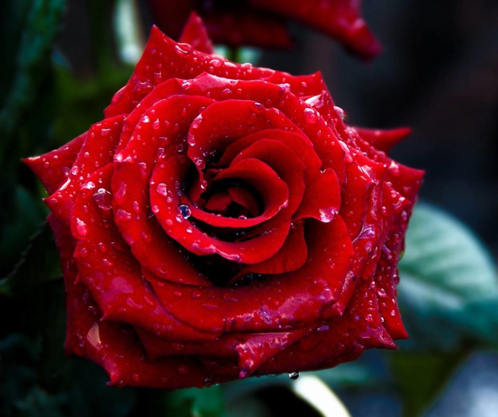 fond d'écran hd télécharger,fleur,rose,roses de jardin,rouge,plante à fleurs