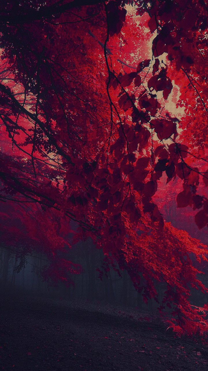 720x1280 fondos de pantalla,rojo,cielo,árbol,atmósfera,pintura