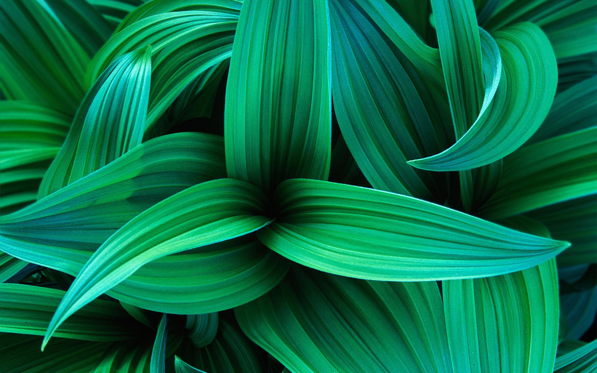 temas de fondo de pantalla,verde,azul,hoja,turquesa,verde azulado