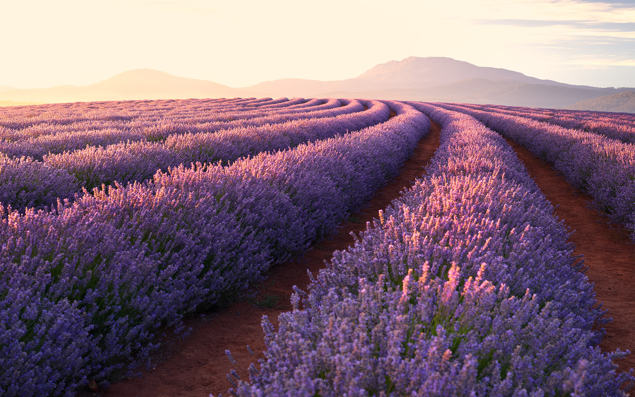 temas de fondo de pantalla,lavanda,lavanda inglesa,lavanda,púrpura,campo