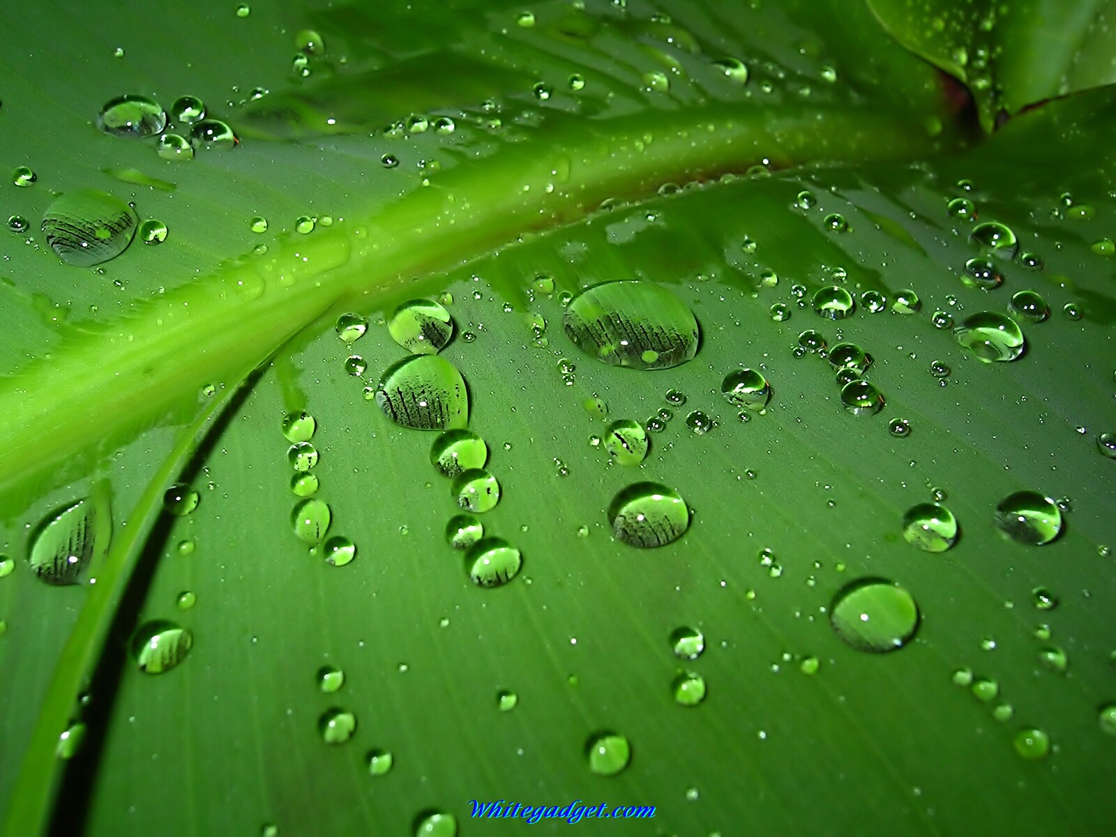 wallpaper themes,dew,green,moisture,water,leaf