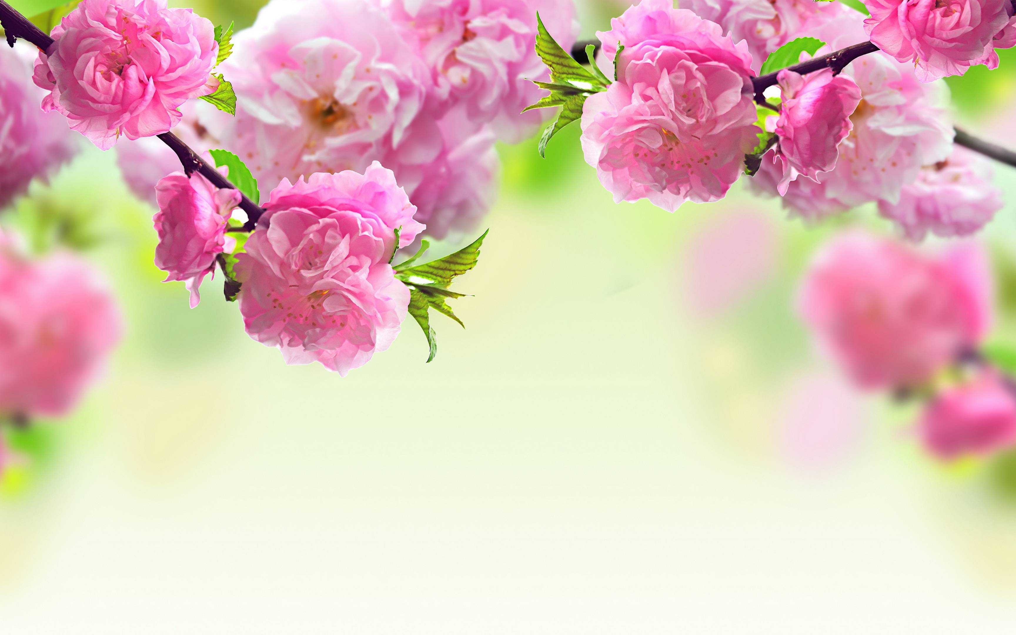 tapetenthemen,rosa,blume,pflanze,blütenblatt,frühling