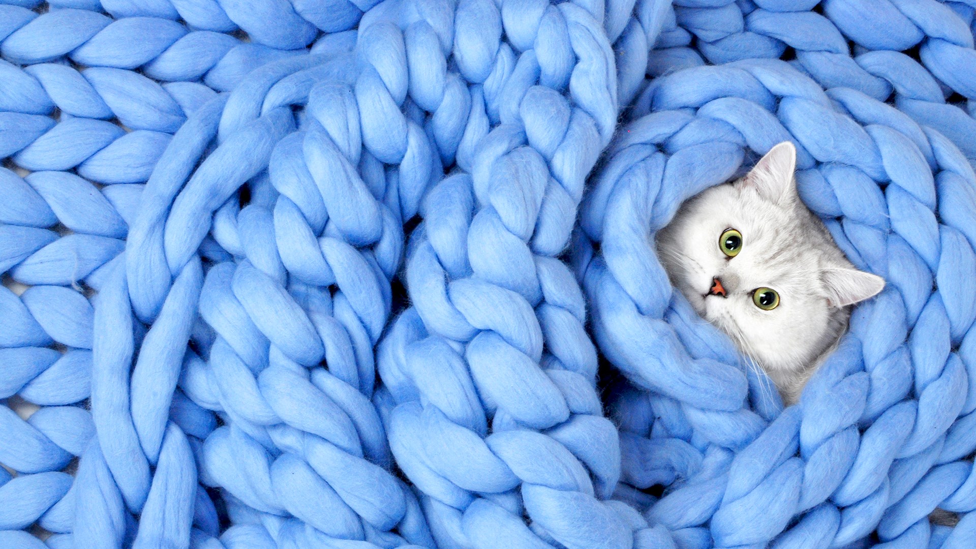 wallpaper themes,blue,cat,wool,felidae,thread