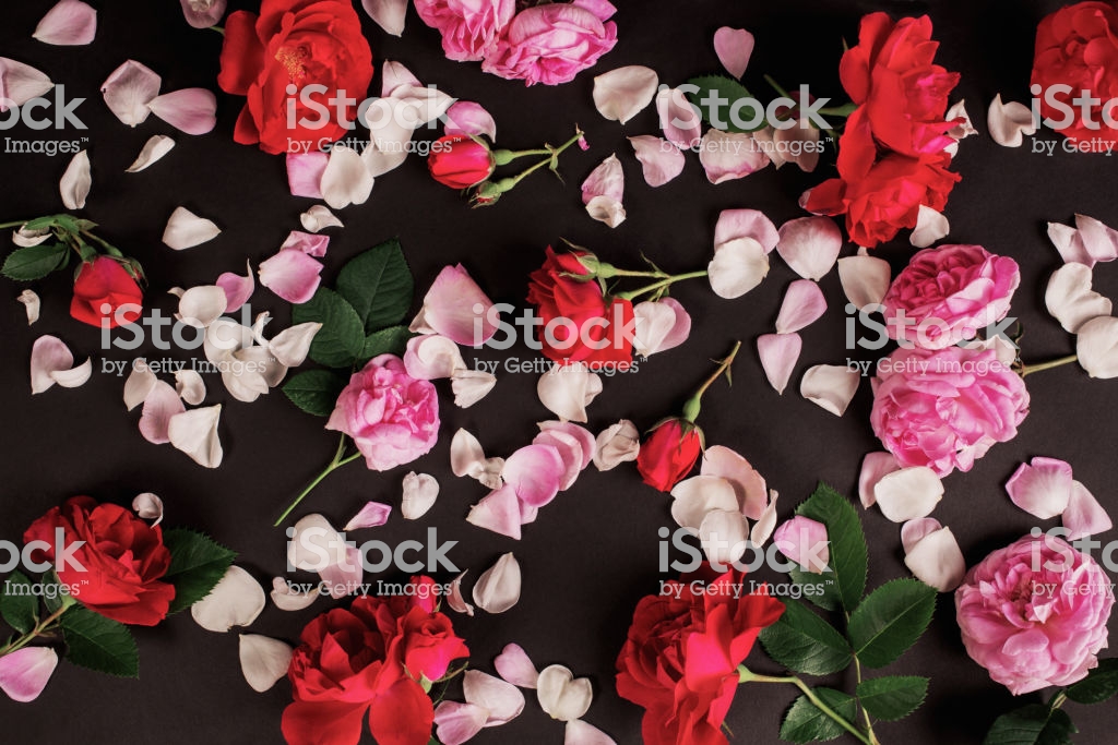 고딕 벽지,꽃,분홍,꽃잎,장미,정원 장미