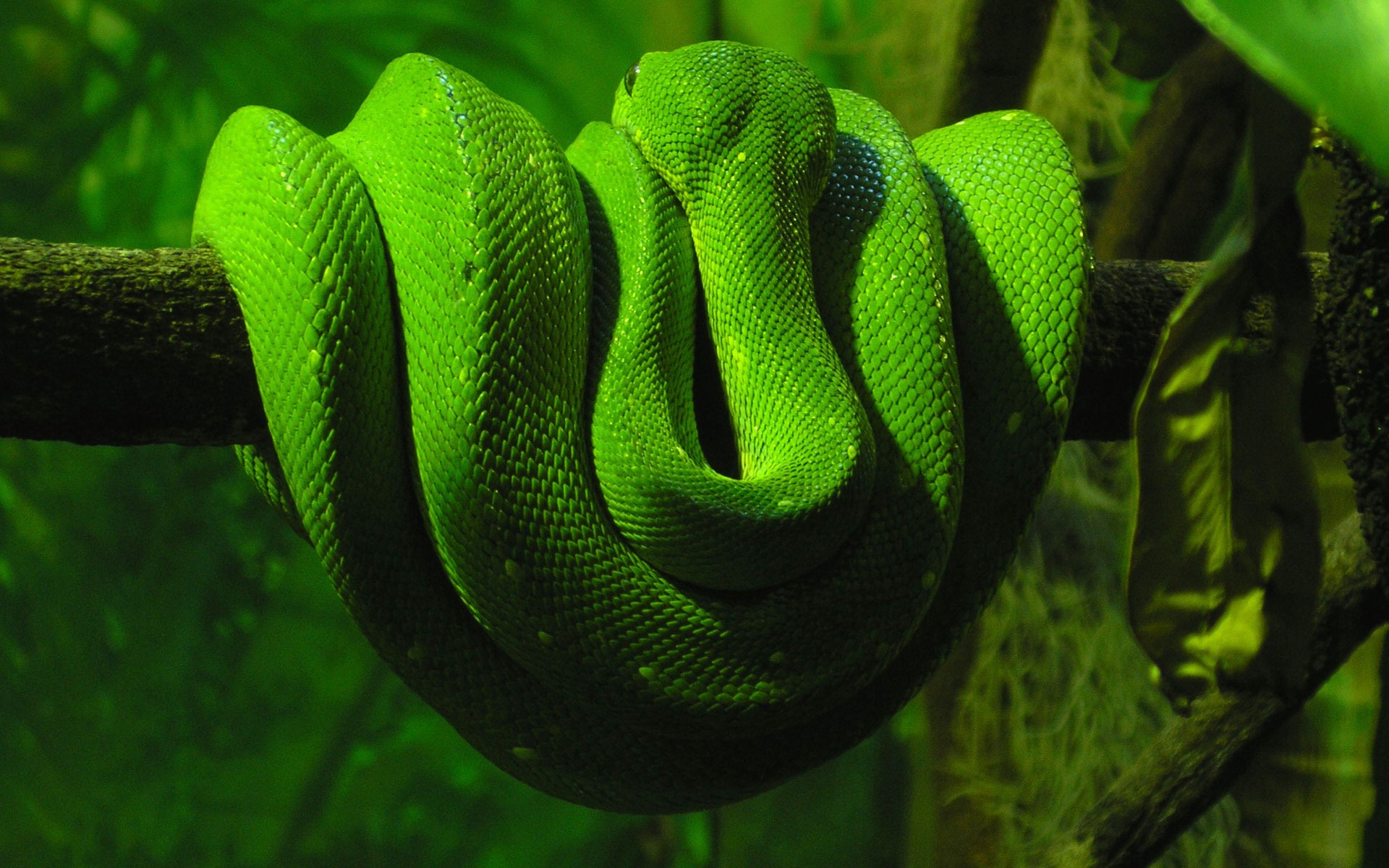 ヘビの壁紙 緑 蛇 ヘビ 爬虫類 エラピダエ 429 Wallpaperuse