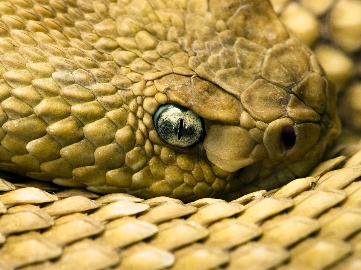 papel pintado de serpiente,reptil,serpiente,elapidae,serpiente,serpiente de cascabel