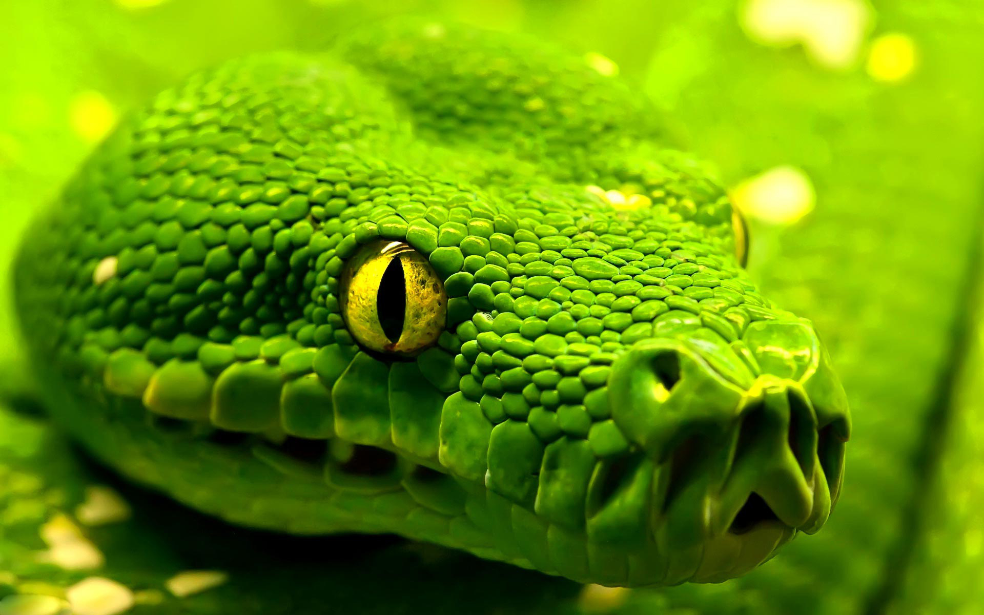 snake wallpaper,reptile,green,snake,serpent,scaled reptile