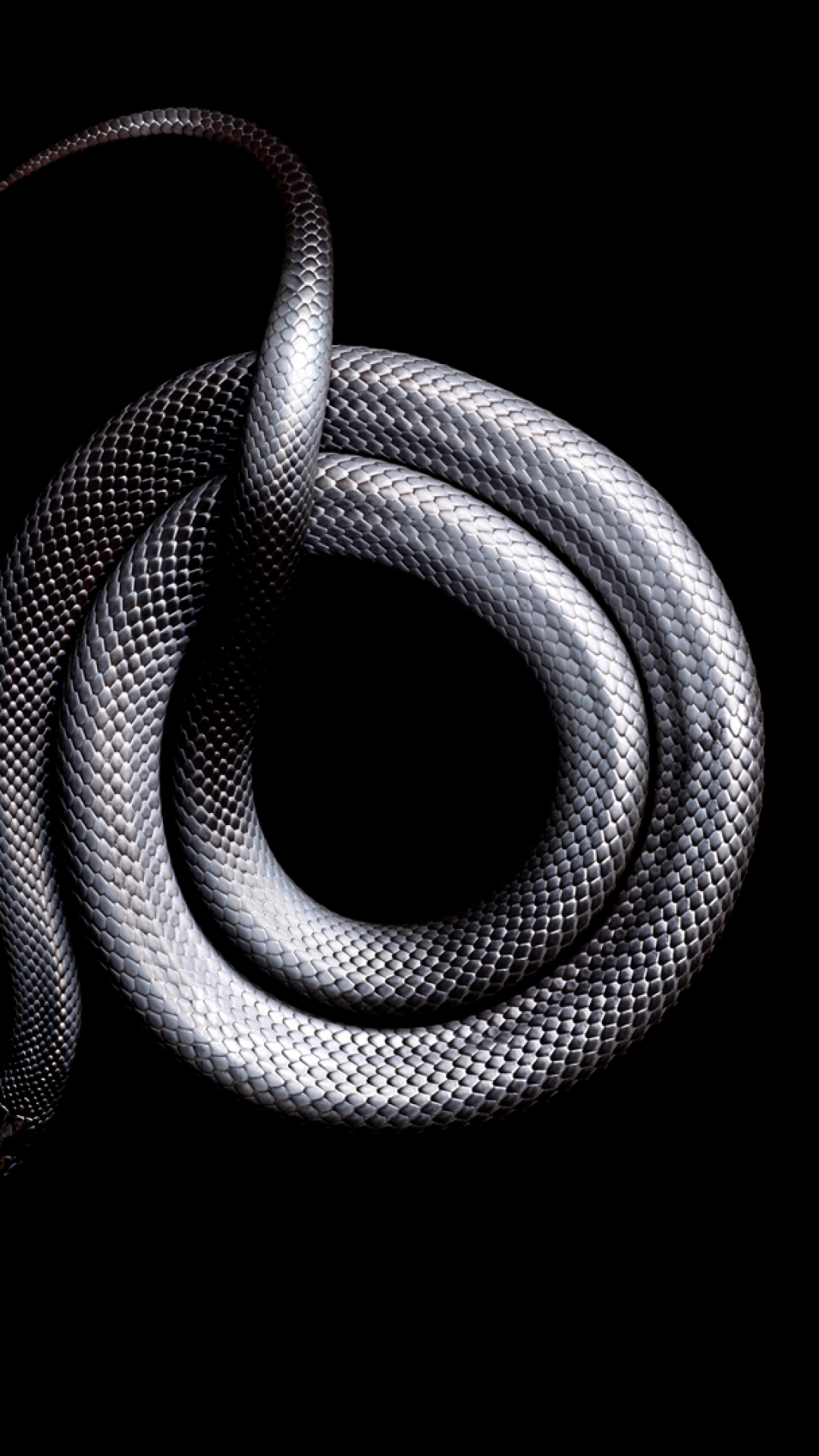 fond d'écran de serpent,serpent,reptile,noir et blanc,métal,photographie de nature morte