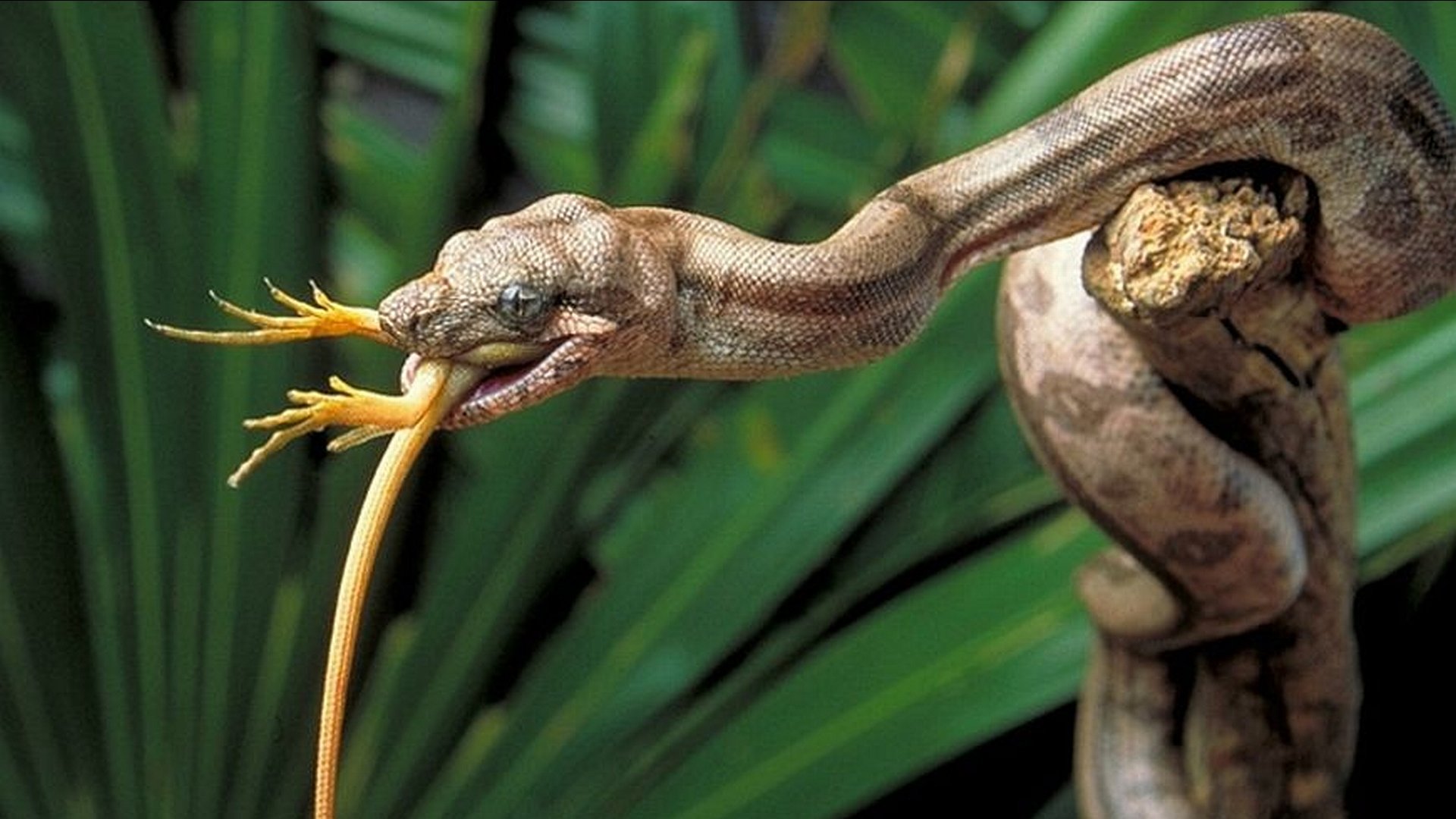 ヘビの壁紙,爬虫類,ヘビ,陸生動物,蛇,工場