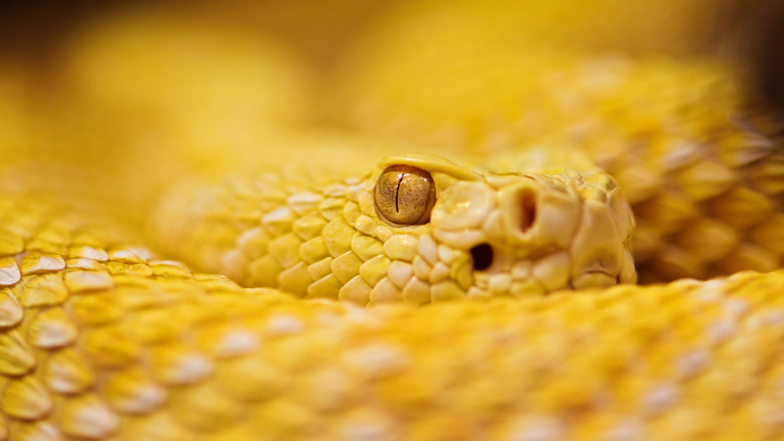 snake wallpaper,reptile,rattlesnake,scaled reptile,viper,snout