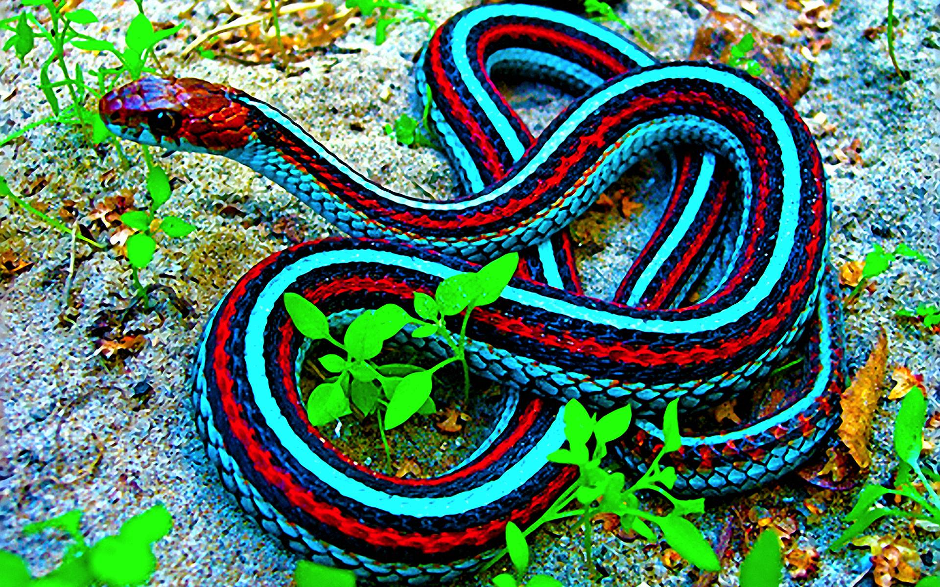 snake wallpaper,ribbon snake,common garter snake,plains gartersnake,reptile,serpent