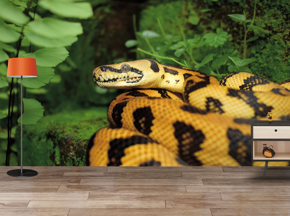 snake wallpaper,snake,reptile,python family,scaled reptile,terrestrial animal