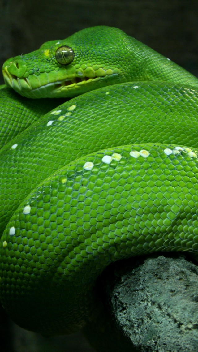 뱀 벽지,초록,비열한,부드러운 녹색 뱀,뱀,뱀