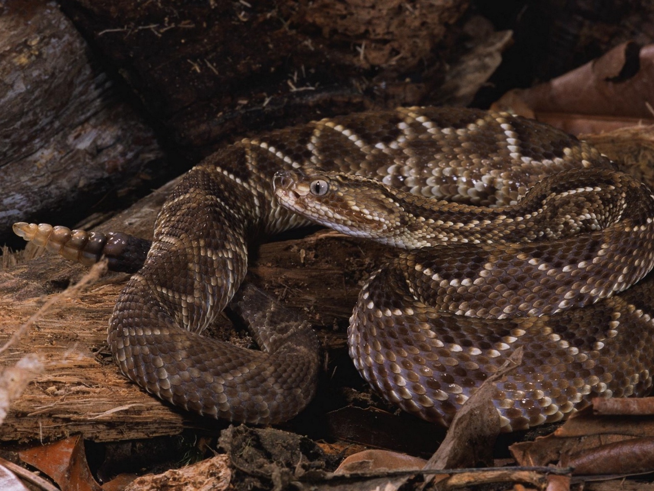 fond d'écran de serpent,serpent,reptile,vipère,serpent,serpent à sonnette