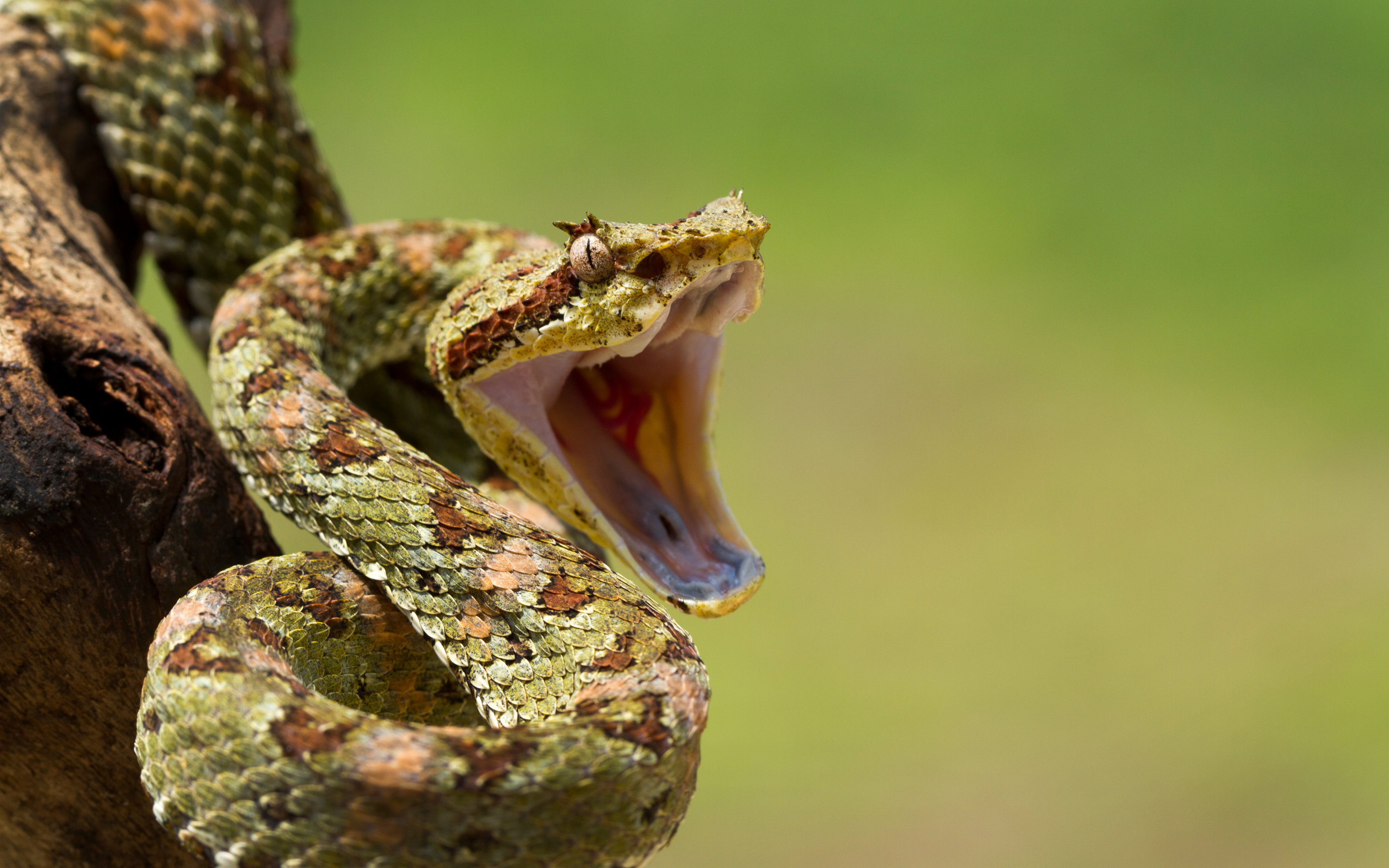 fond d'écran de serpent,serpent,reptile,serpent,vipère,serpent à sonnette