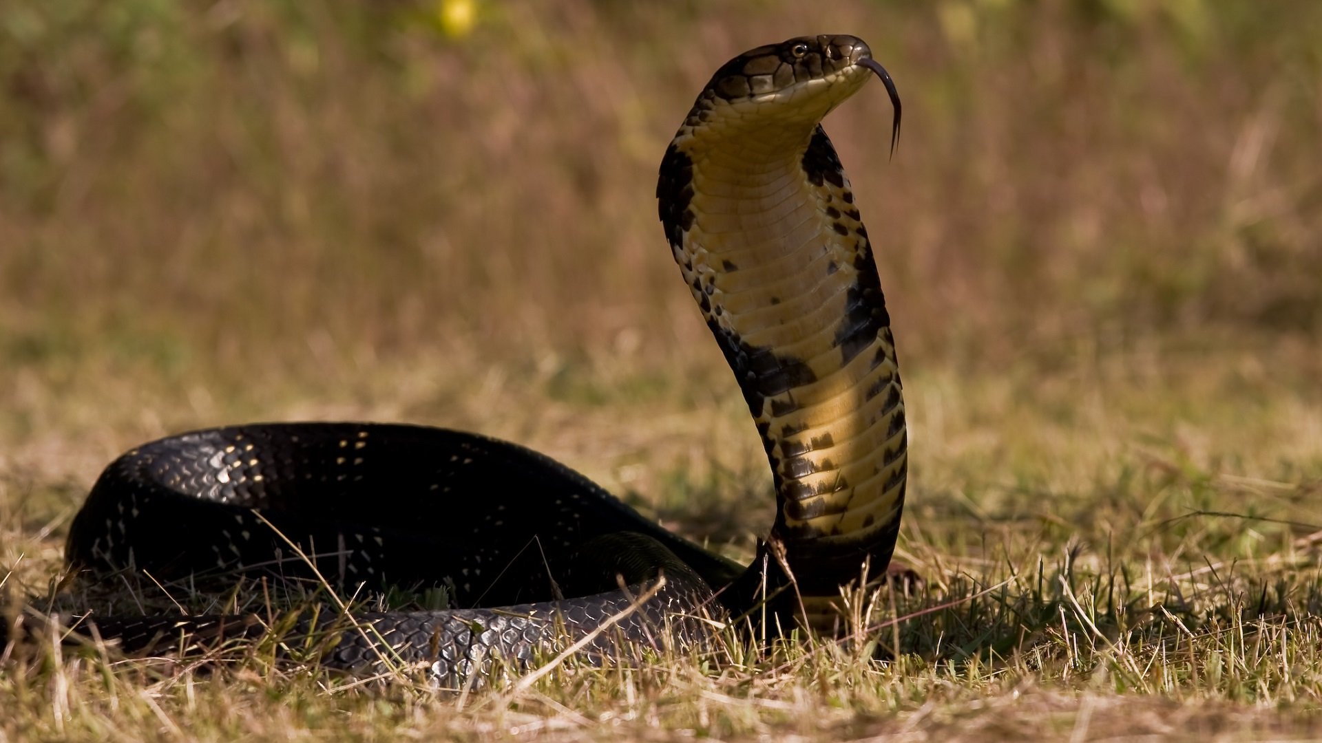 fond d'écran de serpent,serpent,reptile,roi cobra,animal terrestre,elapidae