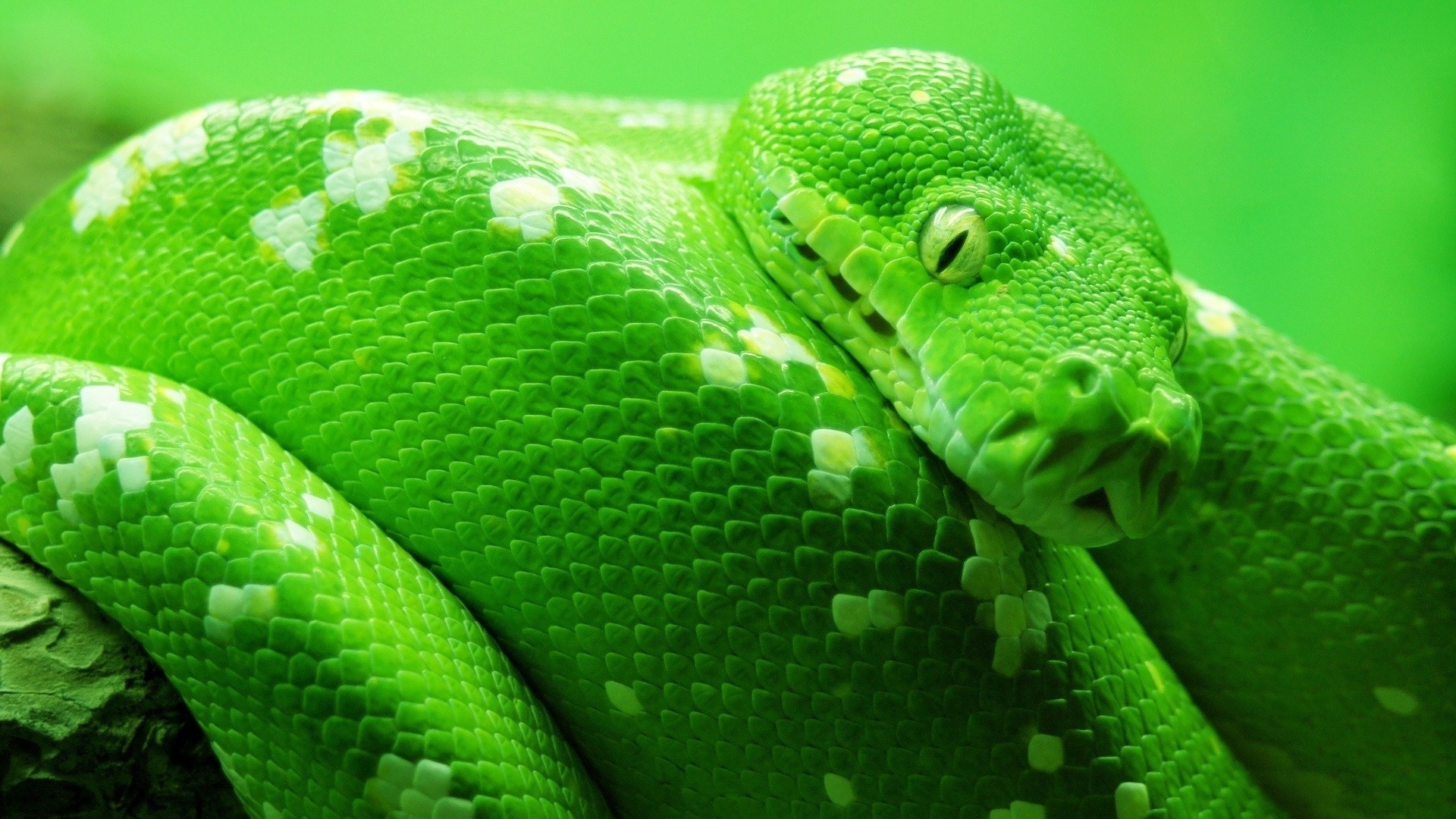 뱀 벽지,비열한,초록,부드러운 녹색 뱀,뱀,뱀