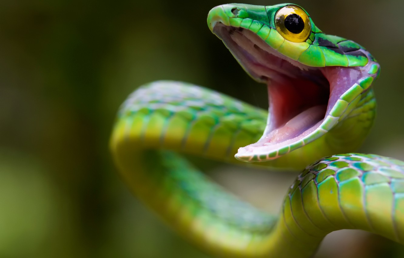 fond d'écran de serpent,reptile,serpent,serpent,couleuvre verte lisse,macro photographie
