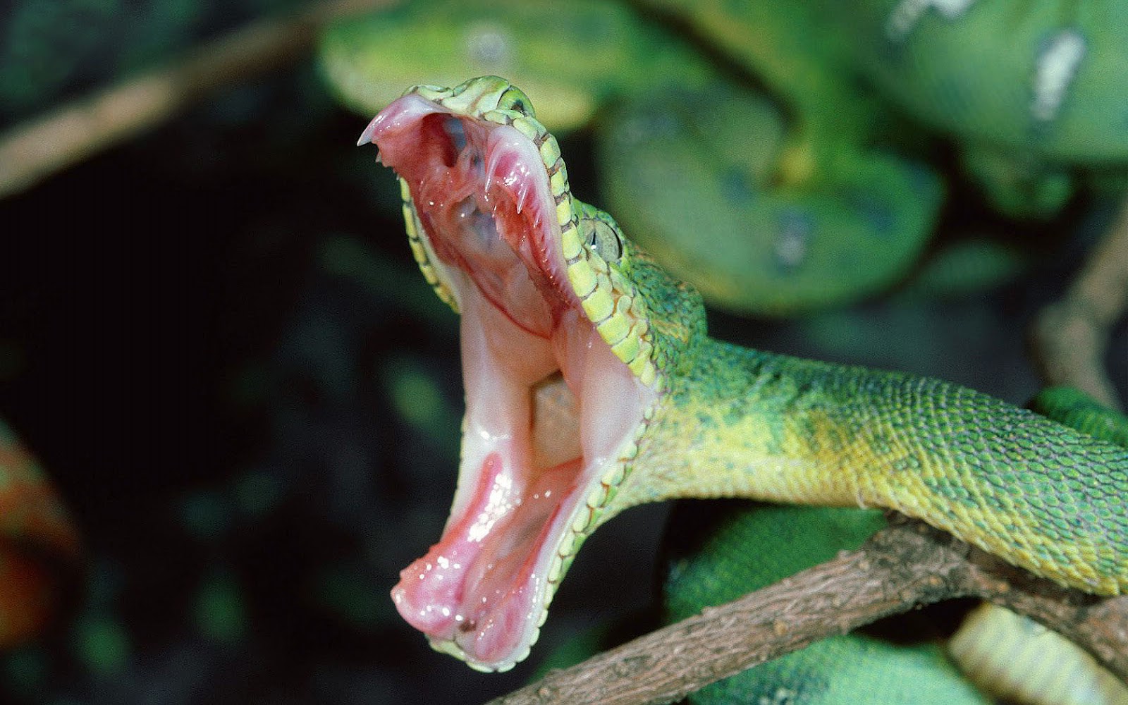 papel pintado de serpiente,reptil,serpiente,boca,planta,serpiente