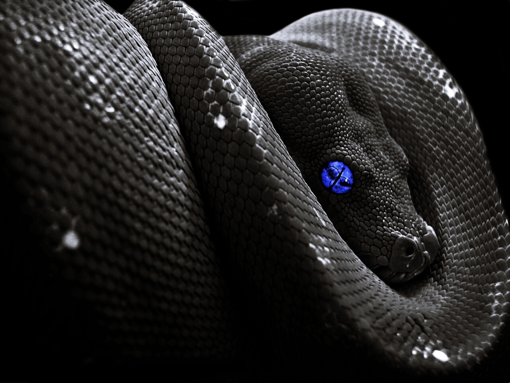 fond d'écran de serpent,serpent,noir,reptile,serpent,famille python