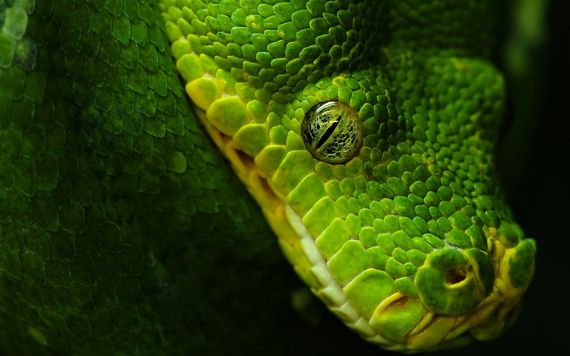 ヘビの壁紙,爬虫類,蛇,緑,ヘビ,陸生動物