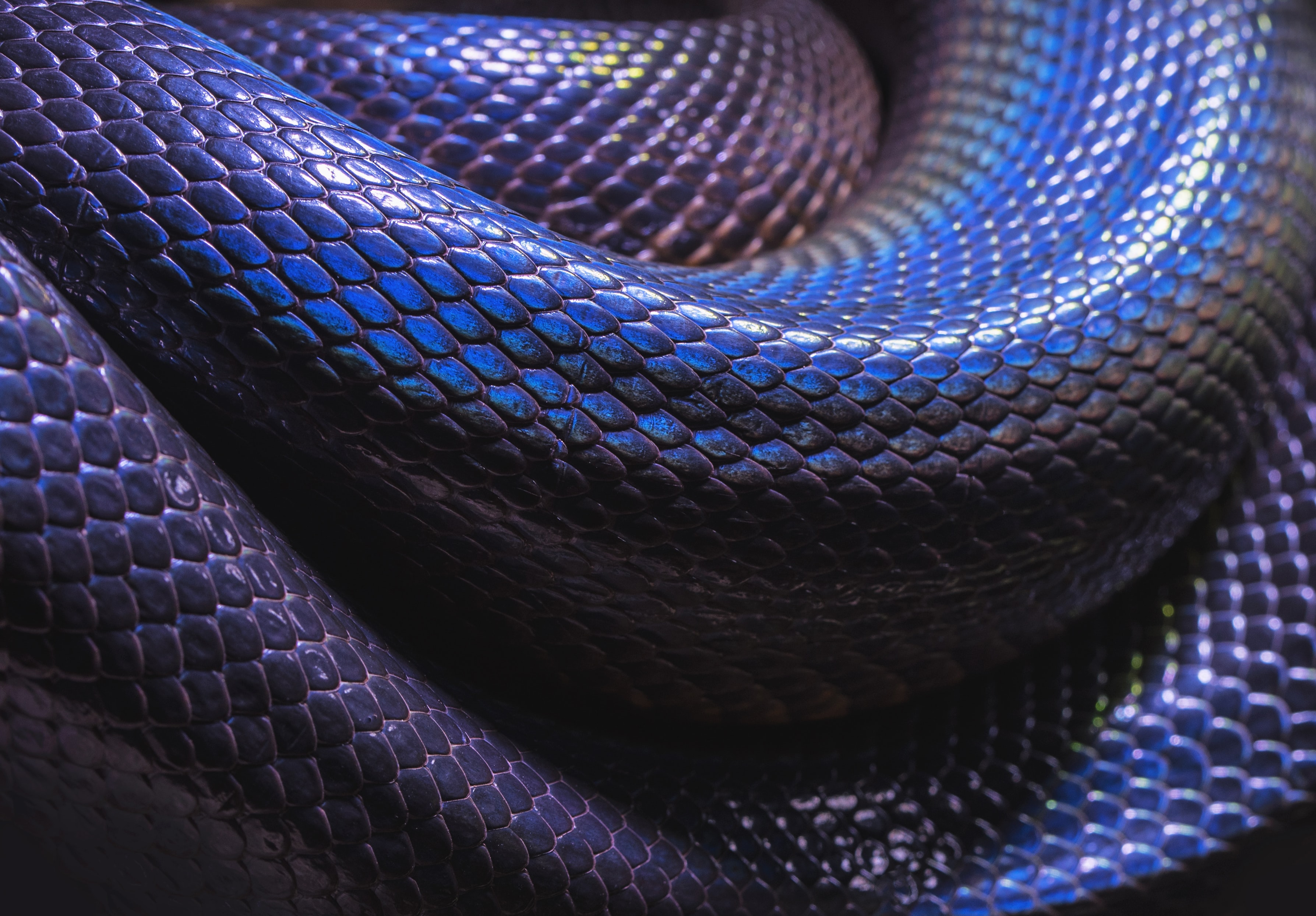 ヘビの壁紙,青い,紫の,コバルトブルー,エレクトリックブルー,バイオレット