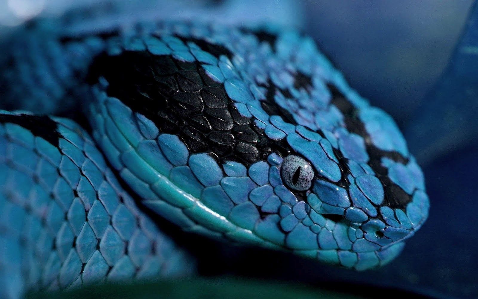 fond d'écran de serpent,reptile,serpent,serpent,turquoise,famille python