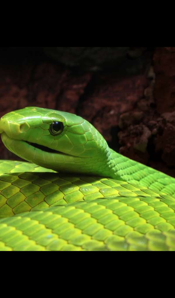 뱀 벽지,비열한,뱀,부드러운 녹색 뱀,뱀,초록