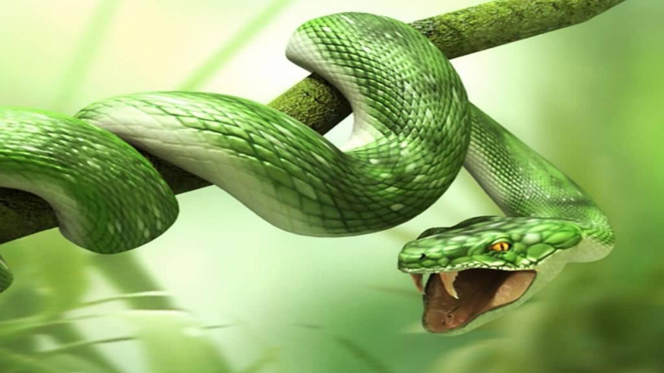 carta da parati serpente,serpente,rettile,serpente,greensnake liscio,verde