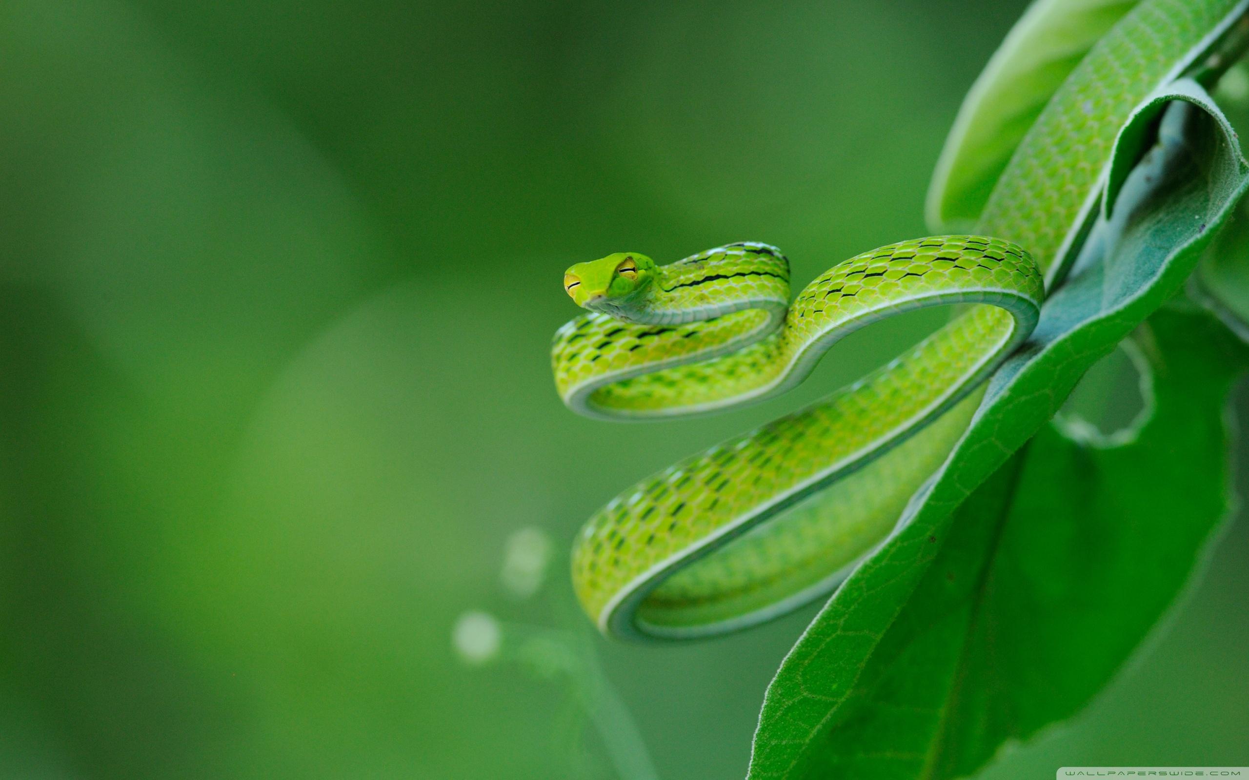 ヘビの壁紙,緑,水,葉,露,マクロ撮影
